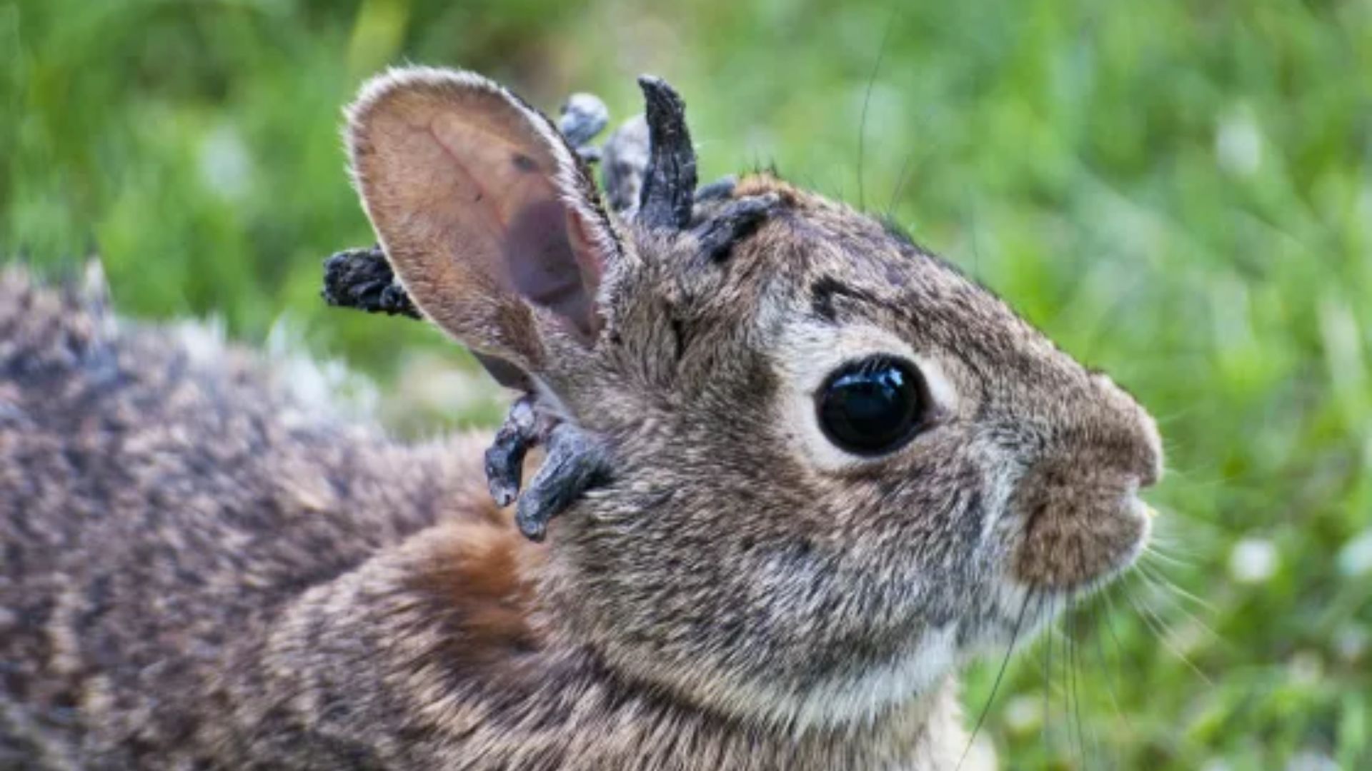 Tentacled Frankenstein rabbits scare trigger warnings across the US