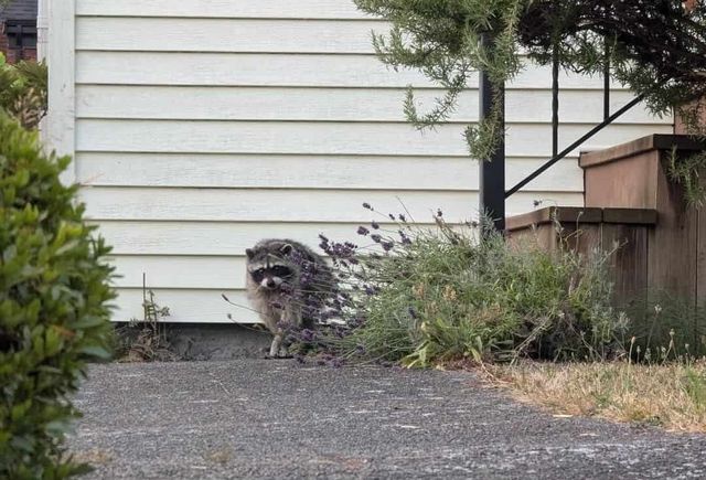 ⁠What condition does Jimothy have? Viral raccoon from Seattle becomes