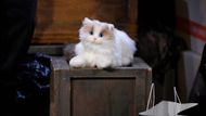 Does Mr. Kitty have the answers? | Image: JPI