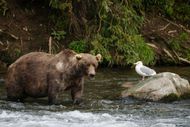 Bears of Brooks Falls - Source: Getty